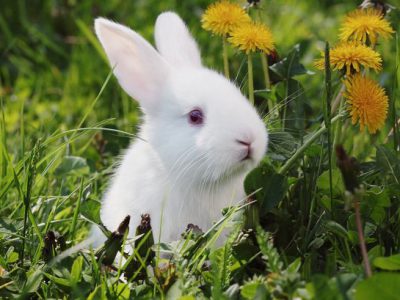 احکام مرطوب به خوردن گوشت خرگوش چیست؟